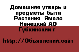 Домашняя утварь и предметы быта Растения. Ямало-Ненецкий АО,Губкинский г.